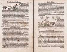 Schafe Ochse Rinder Kuh Tiere