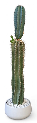 Cactus cereus - cactus,