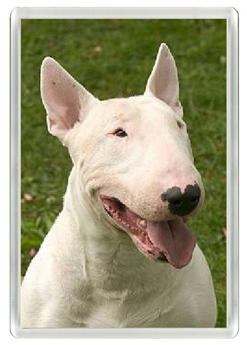 Bull terrier dog fridge - bull,