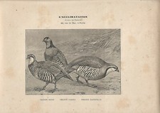 Stampa antica UCCELLI PERNICE