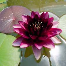 50 SEMI DI NINFEA "Almost