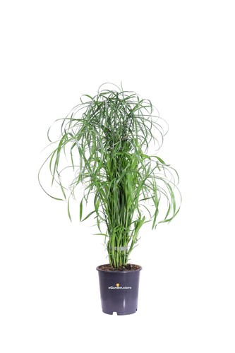 Pianta cyperus - pianta, di