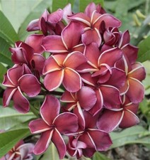 Gina - Talea - Monopunta