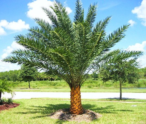 Phoenix sylvestris silver - phoenix,