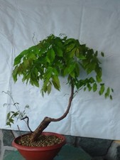 Bonsai di Glicine 60x8cm In