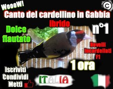 CANTO DEL CARDELLINO IN GABBIA