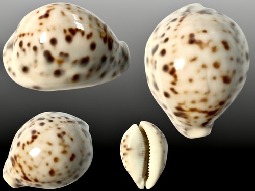Cypraea tigris pardalis