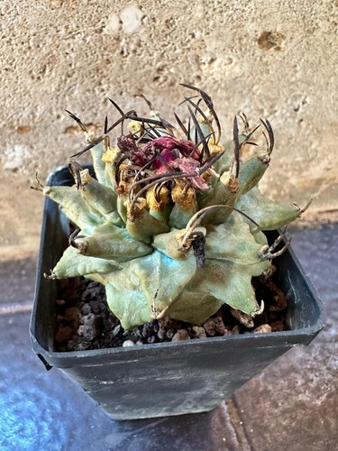 Turbinicarpus alonsoi xichu - alonsoi,