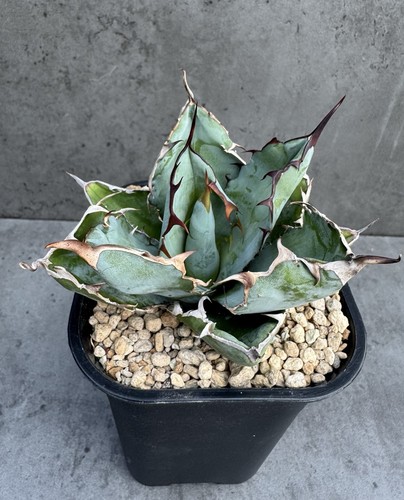 Agave titanota nero blu - agave,