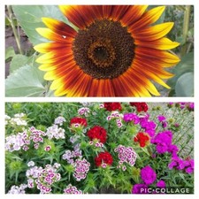 100 semini  mix di fiori "Dianthus Barbatus + 30 semi girasoli rosso  + omaggio 