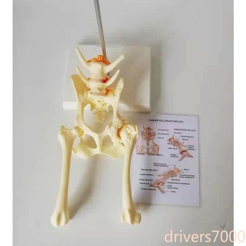 Anatomia animale cane - anatomia,