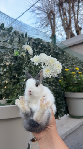 Rabbits cuccioli coniglio - di,