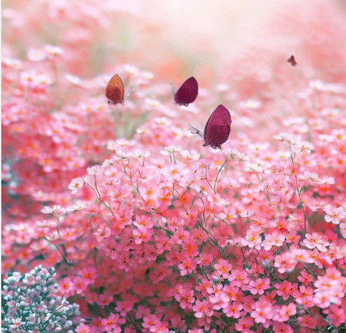 Gypsophila rose - rose,