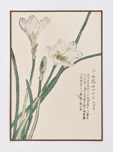 Ukiyo zafferano fiore - zafferano, bianco