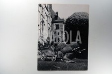 Foto vintage Francia, Gallina