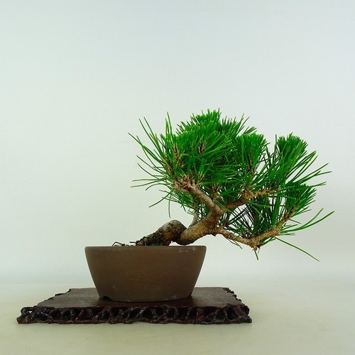 Pinus thunbergii vaso bonsai - vaso,