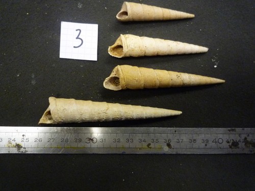 125 turritella hybrida - 125.03, c