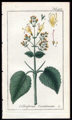 1800 zorn icones plantarum - zorn,