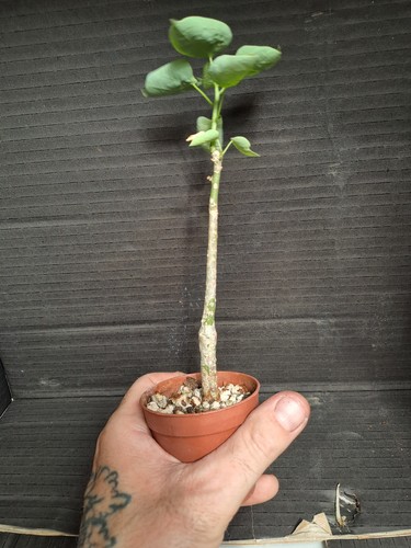 Adenia epigea - (ne, madagascar)