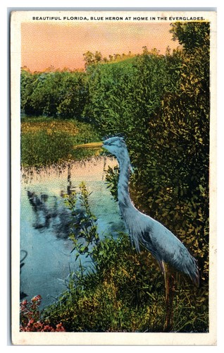 Beautiful florida blue hero - florida,