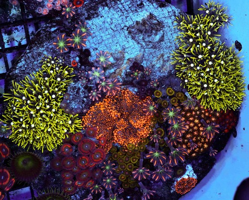Multi zoanthid soft coral - multi-zoanthid,