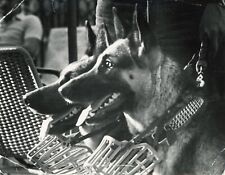 Pastori tedeschi pronti a correre. Fotografie d'epoca fine art.