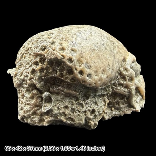 Holocystis elegans fossil - elegans,