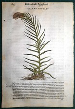 Stampa antica MATTIOLI MATTHIOLI erbario CALAMO botanica 1585 Antique print