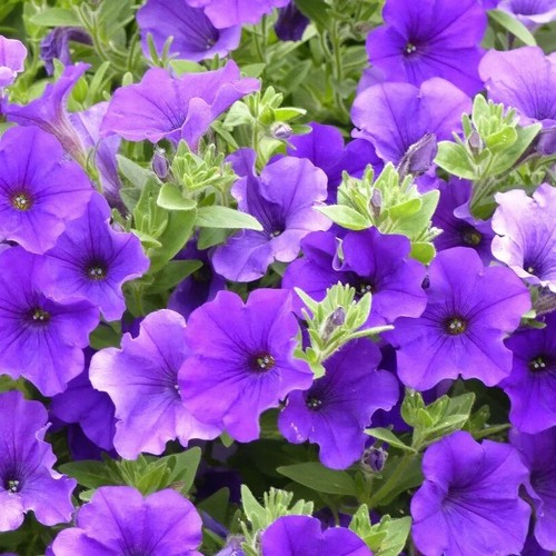 Semi petunia royal blue - 70,