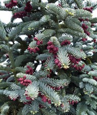 Abete nobile blu, Abies