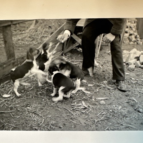 1940s litter puppies - litter, of