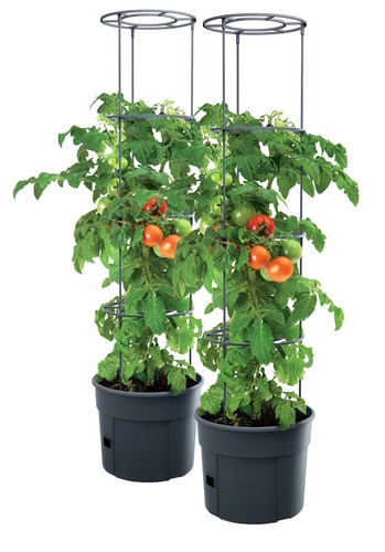 Vaso pomodoro piante di - piante,
