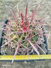 Ferocactus variegated