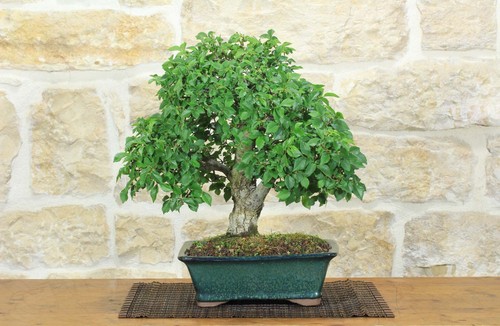 Bonsai olmo campestre - campestre, (64)