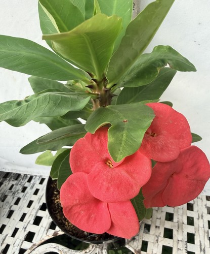 Euhorbia milii corona - euhorbia, spine