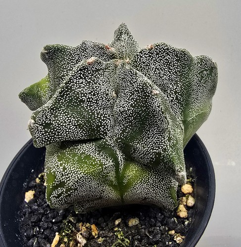 Fantastico astrophytum - fantastico,