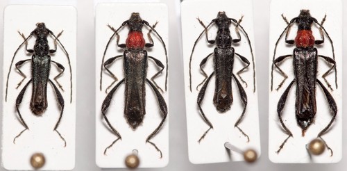 Cerambycidae callimoxys - cerambycidae:,
