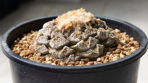 Ariocarpus intermedius vaso - intermedius,,