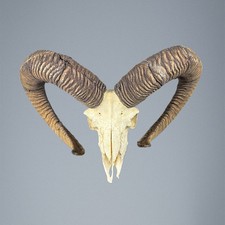 009MU Trofeo di caccia di muflone, corna 80-79cm C.24cm IT