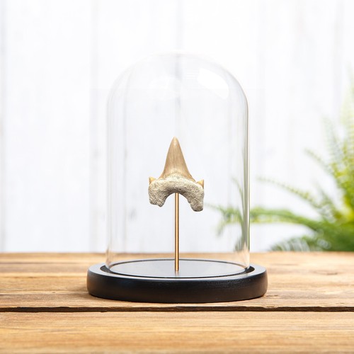 Otodus shark tooth fossil - otodus,