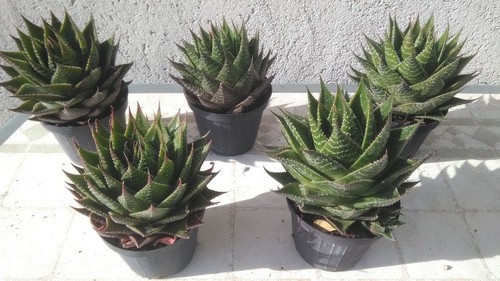Aloe cosmo vaso - cosmo, una