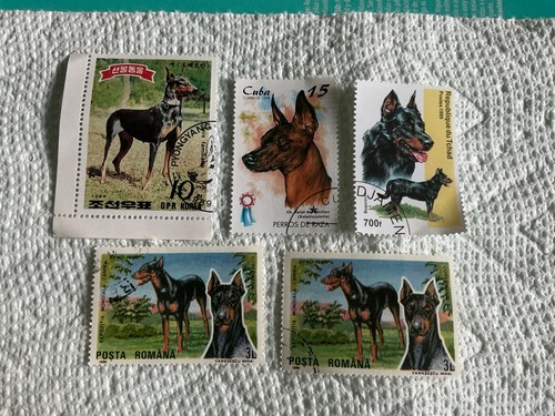 Pincher doberman - pincher,