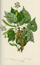 Stampa Botanica Antica 1899