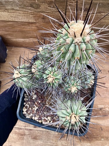 Copiapoa cinerea dealbata - copiapoa,
