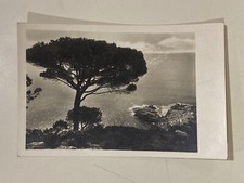 Cartolina panorama mare, pino marittimo, costiera, bianco e nero