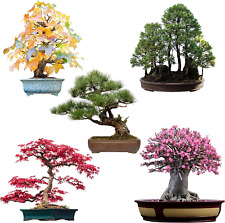 Semi Di Bonsai Eccezionali Con