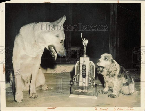 1945 foto stampa cani parco - foto,