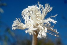 Stoppino universale per