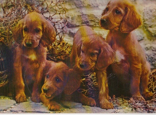 Setter cartolina - setter, *