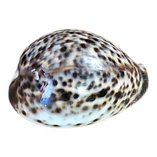 Conchiglia cypraea tigris - conchiglia, 7cm